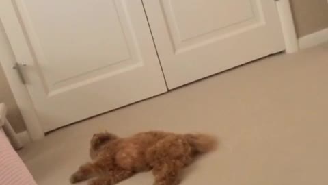 Dog has silly nighttime routine