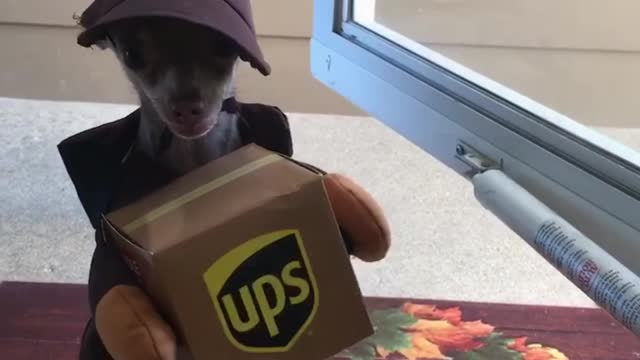 Chihuahua dresses as UPS employee, adorably delivers mail