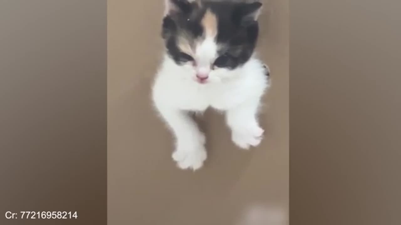 Cats and Dogs Videos