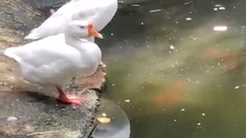 Two geese are looking at their shadows