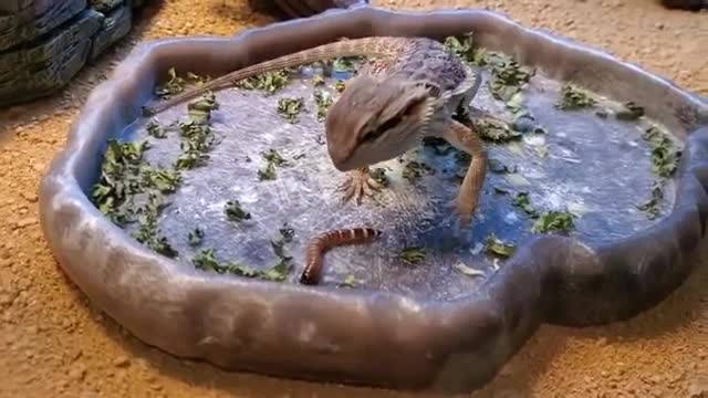 *Jaw Dropping* Bearded Dragon Goes On First CAR RIDE & Swim Lesson | Close Friends Tank Setup