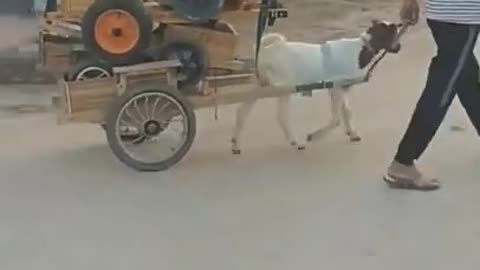 menino andando de patoganso