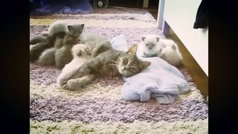 Funny Kiittens