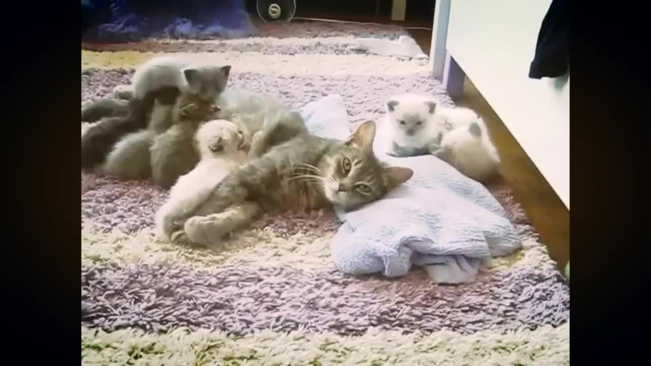 Funny Kiittens