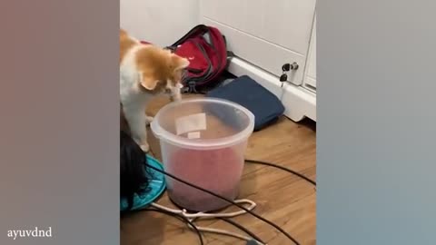 When you own a CAT with an IQ 200
