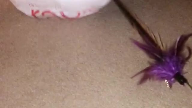 White cat trying to catch feather toy then rolls over and cocoons in bag