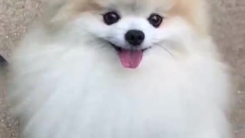 cute #dog short video cute puppy