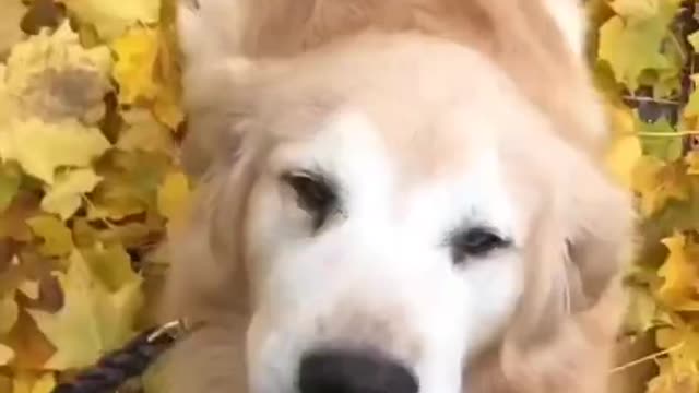 Dose of happy dogs
