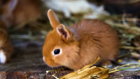 Cute Red little rabbit playing around