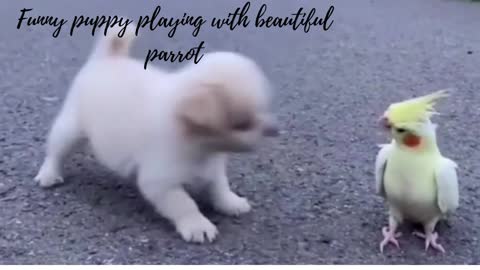 Funny puppy playing with beautiful parrot