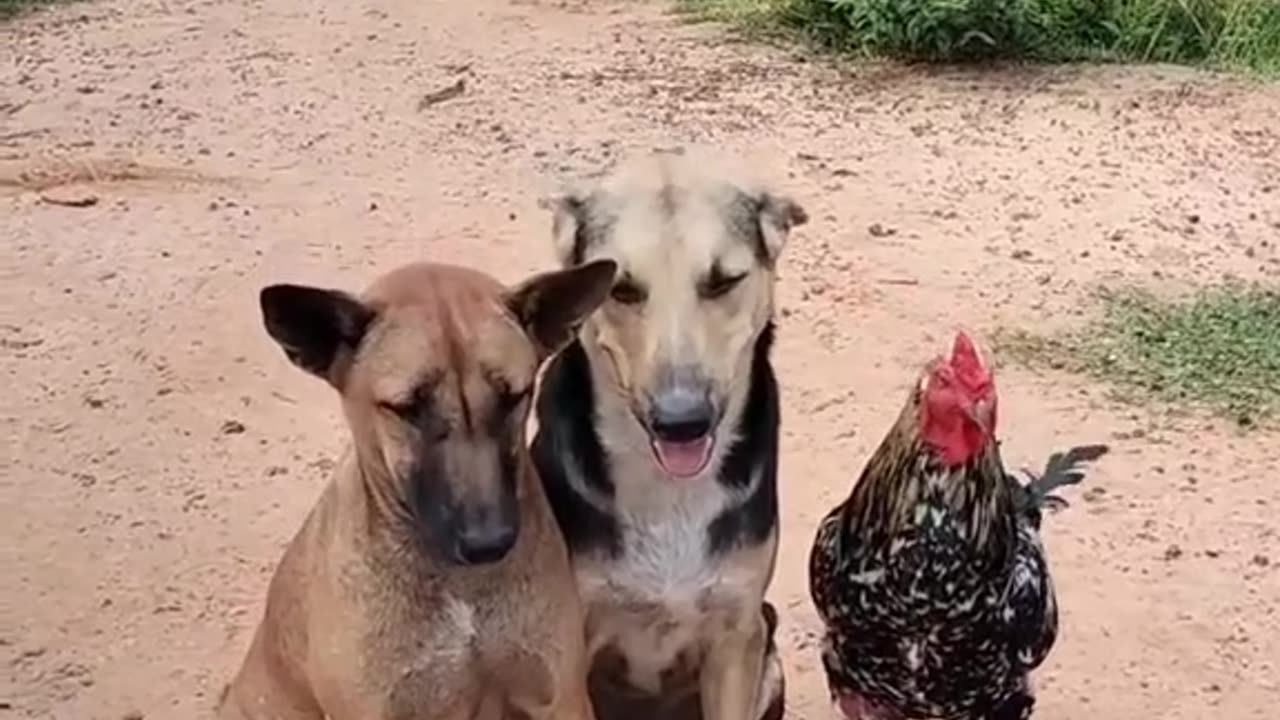 Dogs, monkey and a cock are playing together