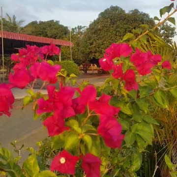 Beautyful red flower
