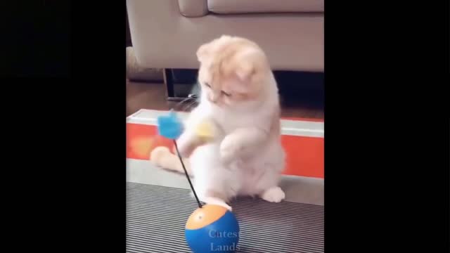 Funny dog 🐕 video