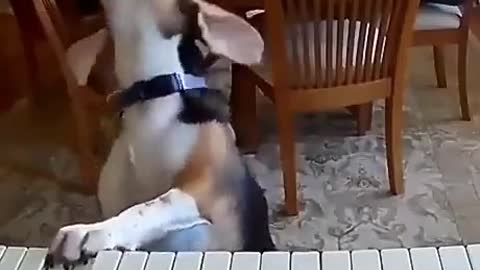 funny dogs