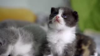 cutie kitty with tiny bird sleep together