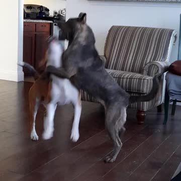 Will Tucker Carlson Return To Play?