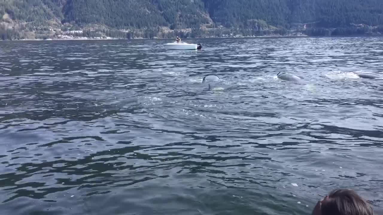 Boaters Caught in Middle of Orca Whales Hunting a Sea Lion