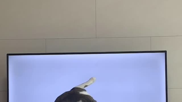 a cat that likes to play pranks