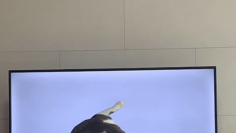 a cat that likes to play pranks