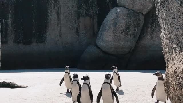 African Penguins in the zoo