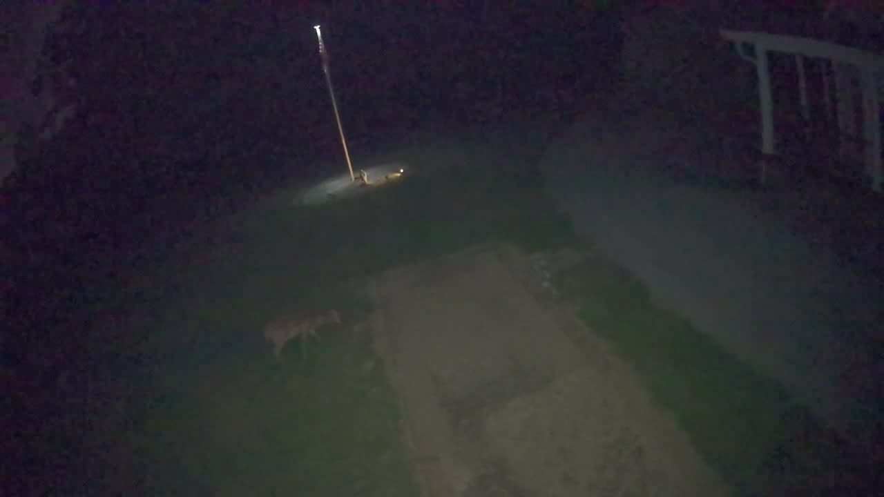 Deer in Fron Yard