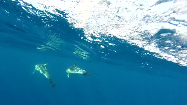 Golfinhos nadando em mar aberto