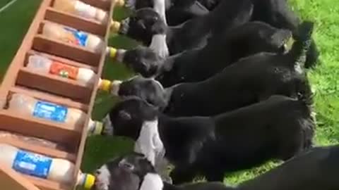 How to feed 20 baby goats at the same time