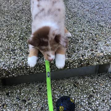 Puppy is afraid of stairs but still wants his toy back
