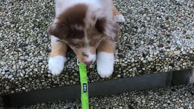 Puppy is afraid of stairs but still wants his toy back