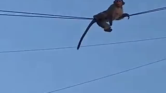 Monkey SWAT Gang