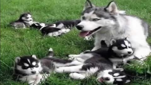 As mamães curtindo os seus momentos, com os seus cãezinhos Filhotes