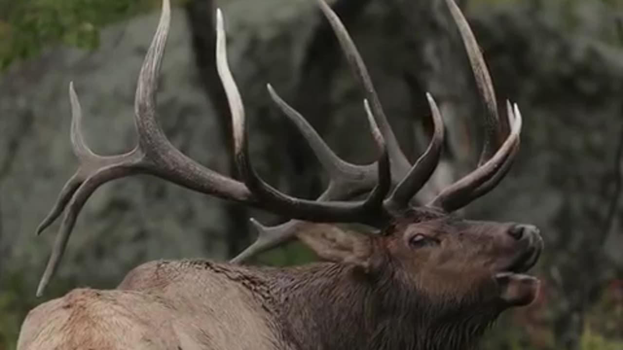 Bull elk bugle to show off for patential mates.