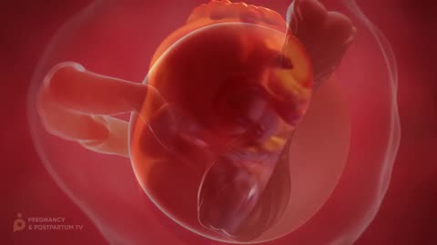 CONCEPTION TO FETUS | The Miracle of Life | Medical 3D Animation of Conception/Fertilization