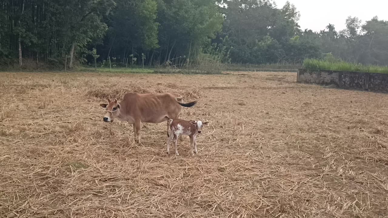 New born calf 🐄