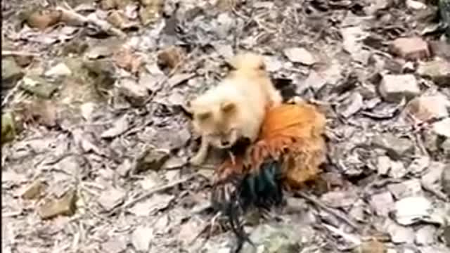 Funny and cute Animal fights