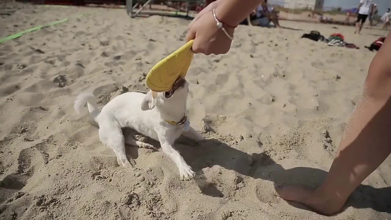 Jack Russell Dog play with rubber Plate on a Beach Sand