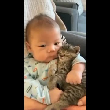 Cute Cat video watch