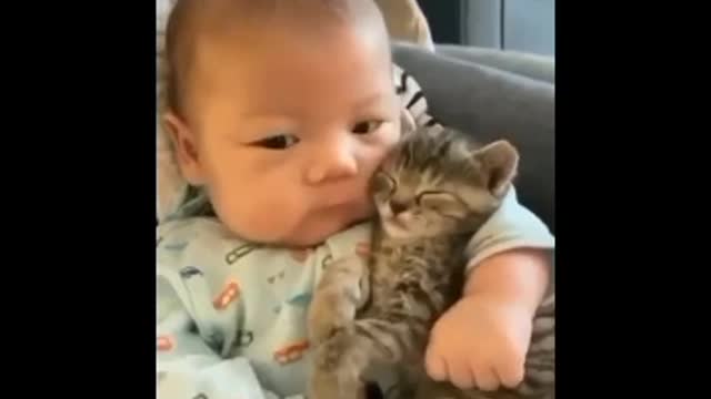 Cute Cat video watch