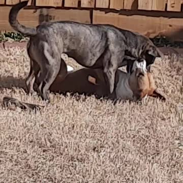Outside with Tucker Carlson and Claire Bear 🐻