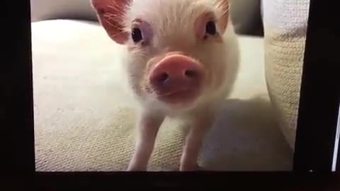 A naughty pig