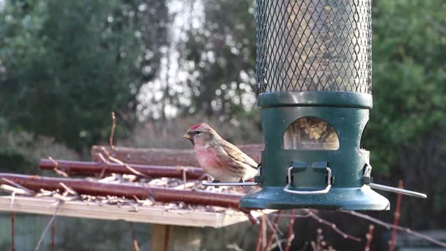 Linnet Bird