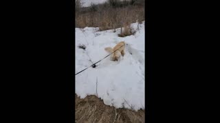 Cari Walking in the Snow