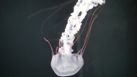 Aquarium jellyfish slow