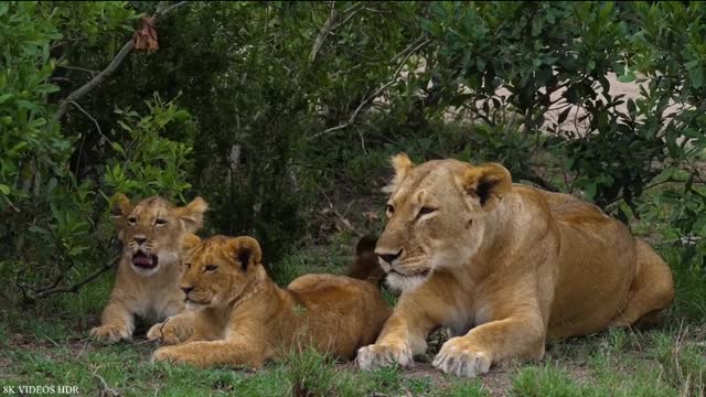 Which is more handsome, lion or tiger