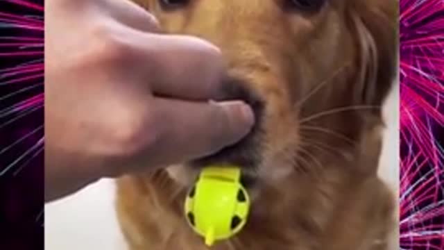 Dog funny traning video