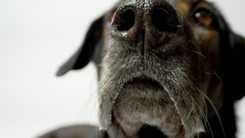 Dog nose close up