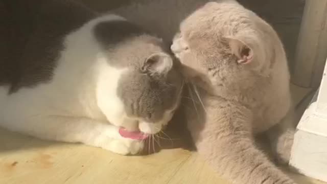 Cat bathing sesh in the sun