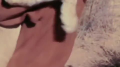 Friendly Lion