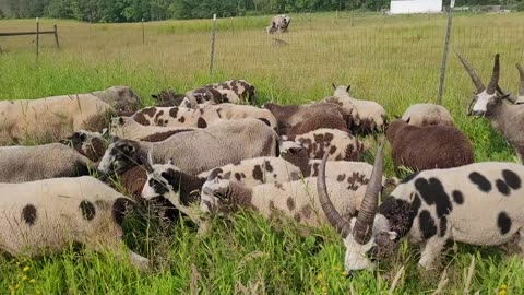 Rams headed out along the fence