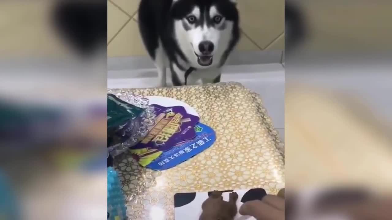 Hilarious dog reactions to cutting the cake